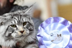 59051833_2348095865512471_1605154635725668352_n